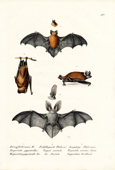 Common Pipistrelle, 1824 by Karl Joseph Brodtmann